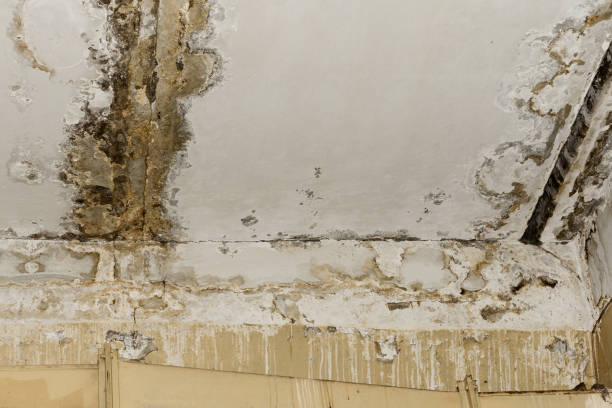 Best Industrial Mold Remediation  in Charter Oak, CA