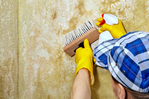 Best Comprehensive Air Testing for Mold Contaminants  in Charter Oak, CA