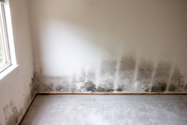 Best Black Mold Removal  in Charter Oak, CA
