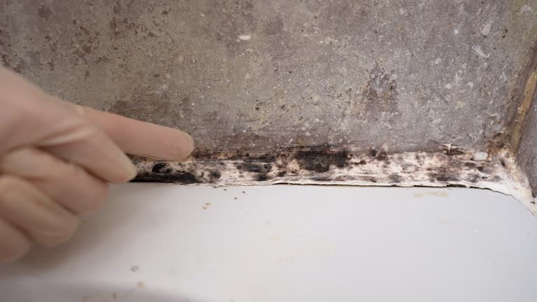  Charter Oak, CA Mold Removal Pros